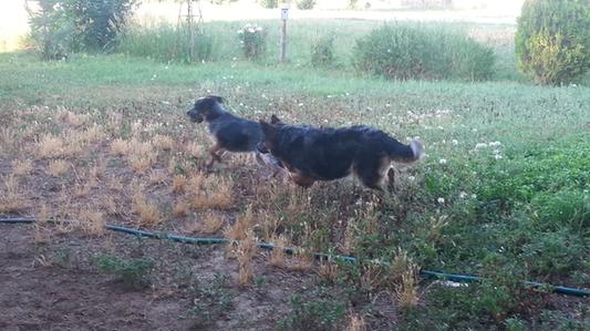 Charlie playing keep-a-way from  his mama