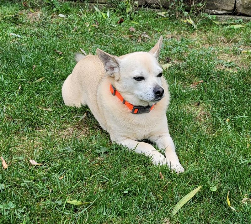 Pup chillin in the fall air.