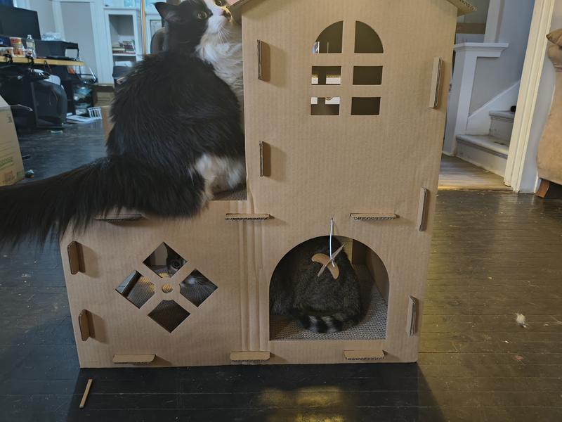 Chef Gordon Ramsey (tuxedo) and Furby Fresh Beats (tabby) enjoying their new house!