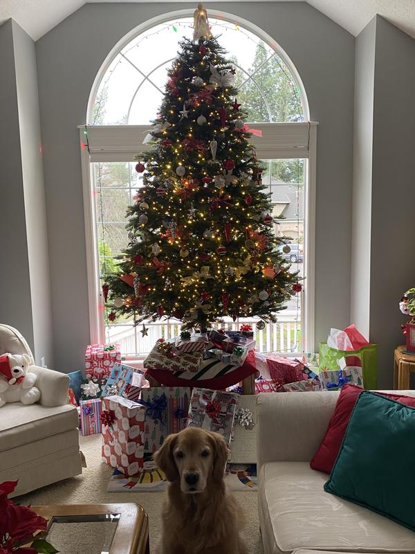 Millie waiting for Santa to bring her codfish skin treat!
