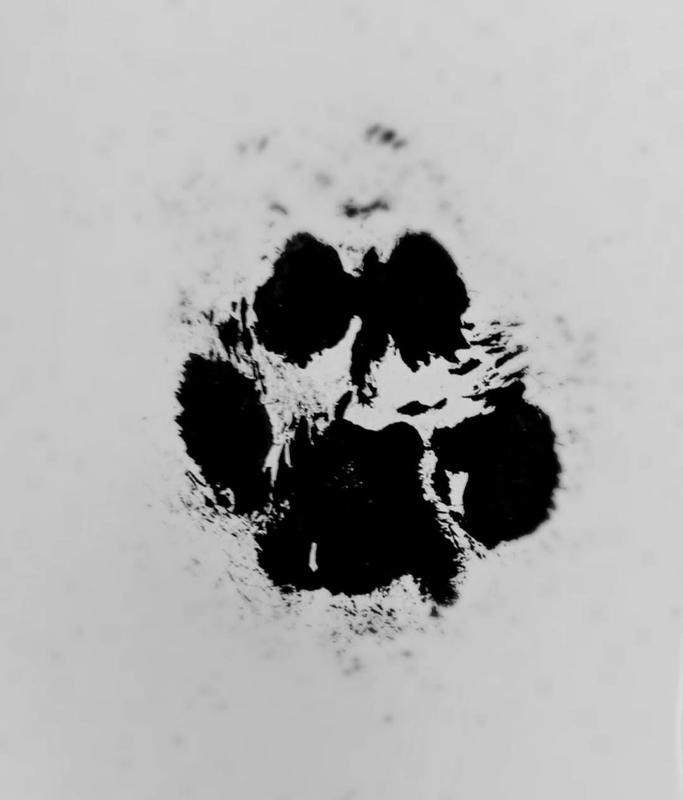 Buddy's paw print