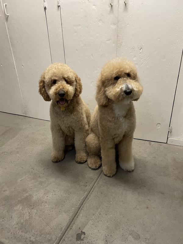 Chewie and  Daphne