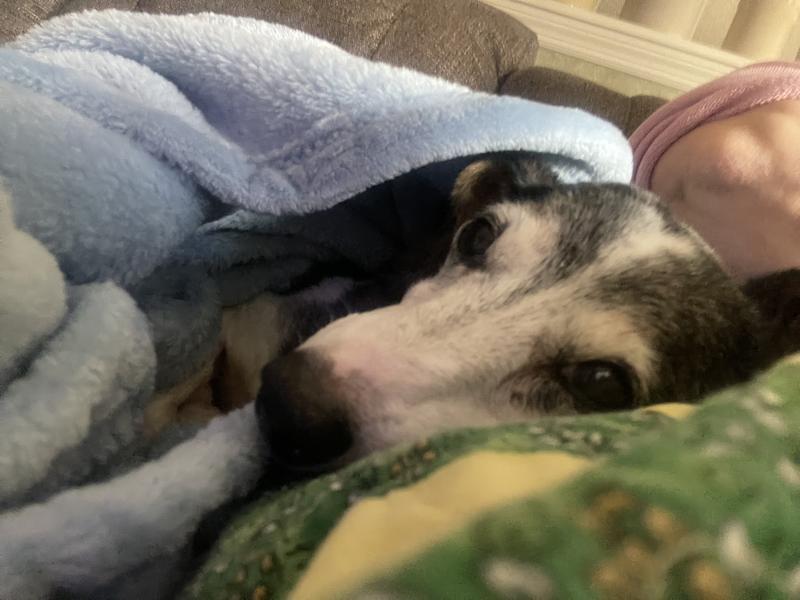 Lafayette, after a serving of Royal canine