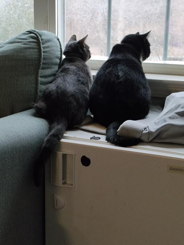 Getting ready for the new toy