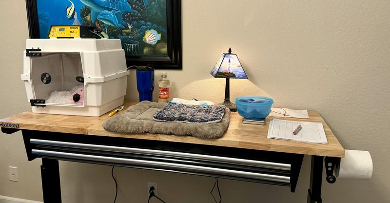 Neonatal Kitten Setup