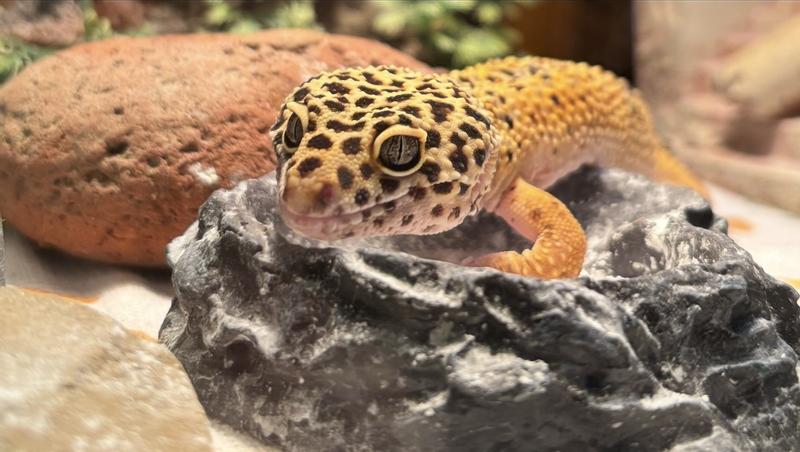 Happy gecko boy