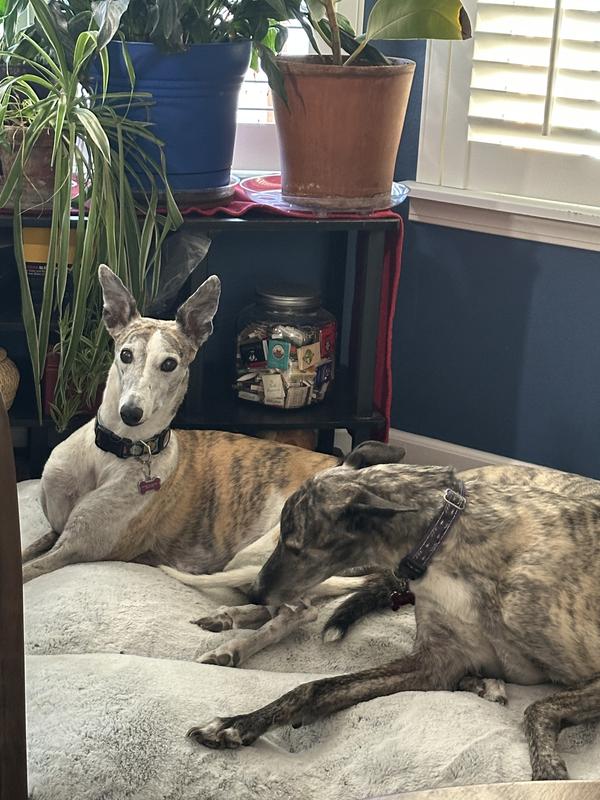 After dinner slump. Joey loves to lick Mayzie’s feet ( like a cat!) when they are relaxing.