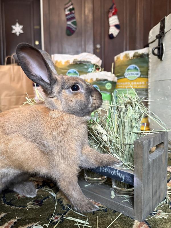 Rabbit sampling Brytin Timothy Hay