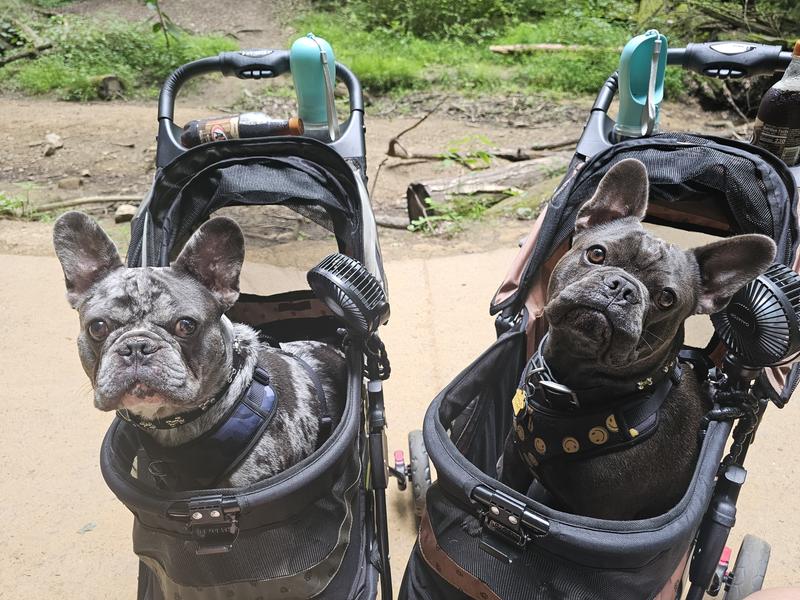 PET GEAR Special Edition NoZip Dog & Cat Stroller, Sage