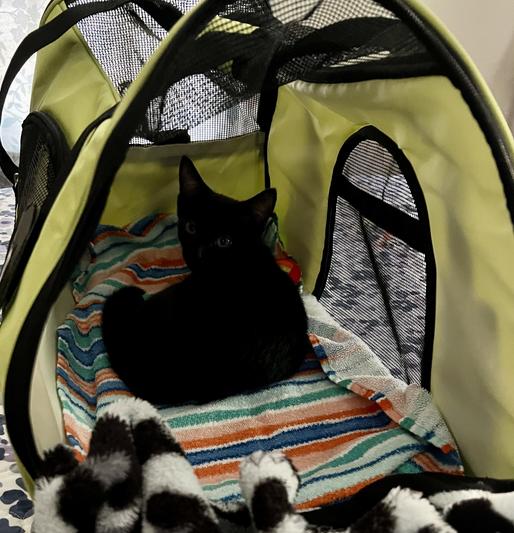 Chewy cat bag sales