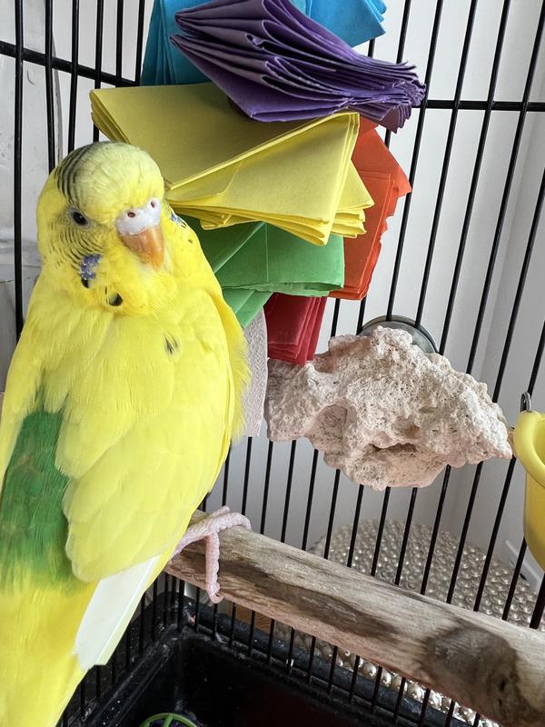 They also love spinach and parsley. Parakeets can live 15 plus years they recognize your voice and love