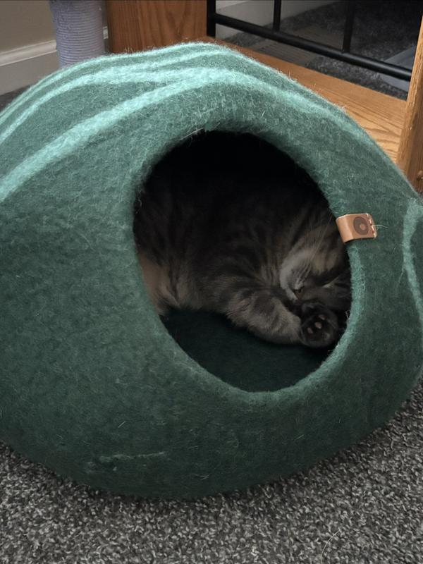 Ziggy approves of this cat-cave :)