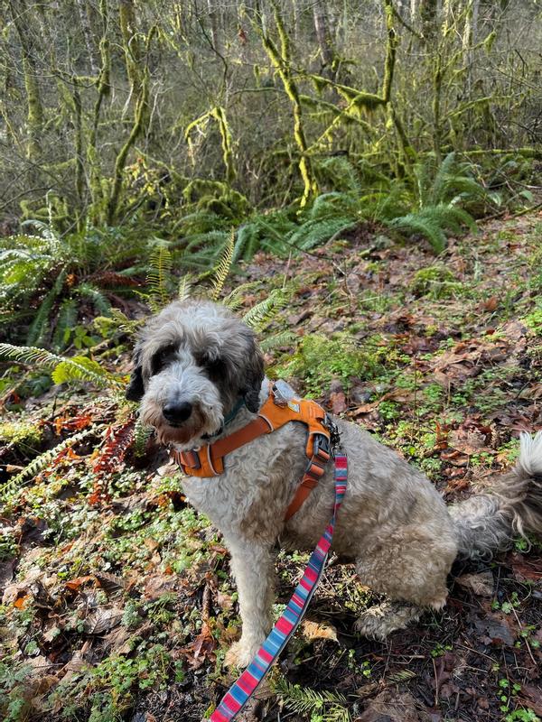 The boys love every chance to use the leash!