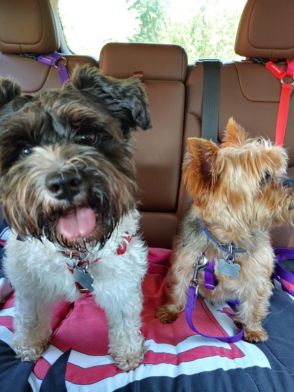 NUTRO GrainFree Tender Chicken Stew & Roasted Turkey Stew Cuts in