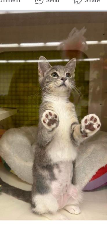 My kitty, D.C. a fan of the Blue Buffalo Wilderness Delights