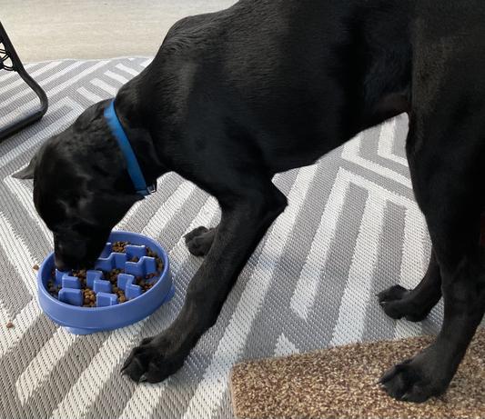 Chewy Review – Outward Hound Fun Feeder Interactive Dog Bowl