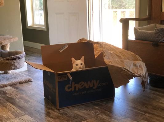 Product Reviews for AUTHORITY Chicken & Potato Formula Grain-Free Adult Dry Cat  Food