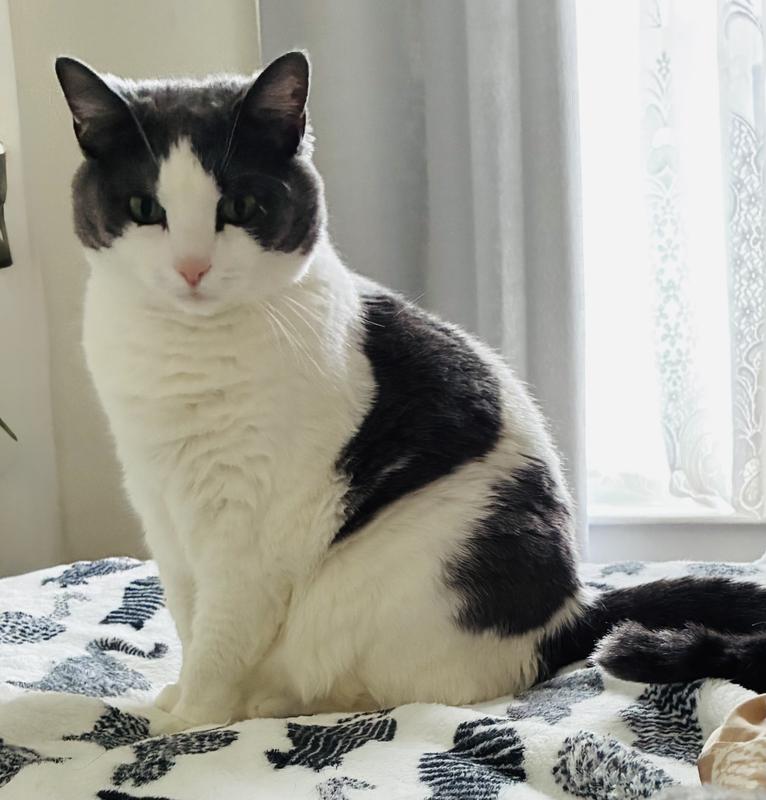 Olive loves chewy products!