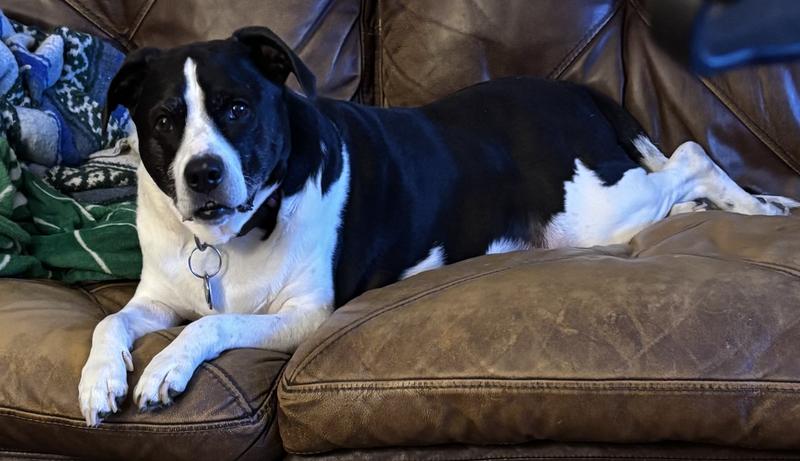 Minnie is Queen of the couch and enjoys her Zzzzzs but she perks right up if I even TOUCH the PupFlex+ package.