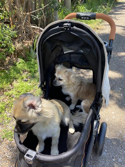 Stroller For Cat Stroller Dog Strollers Walmart Product Reviews