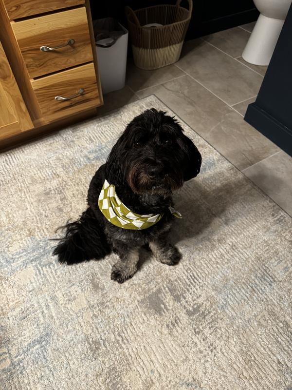 Sully loves bandanas and this one is especially cute on him!