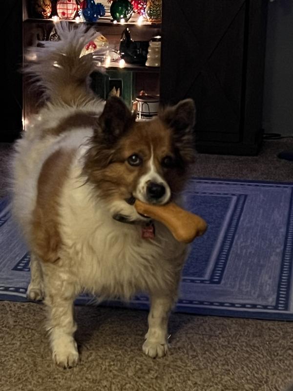 Pixie with her pumpkin bone.