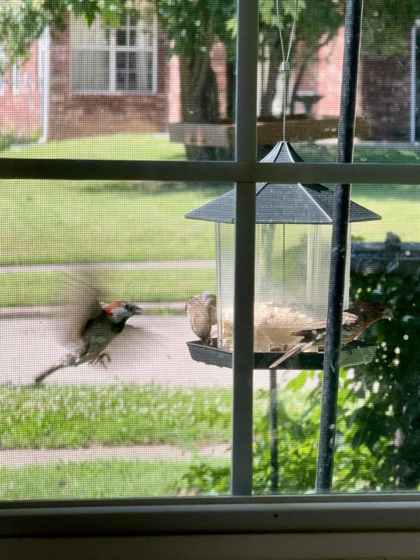 Sparrows swooping in