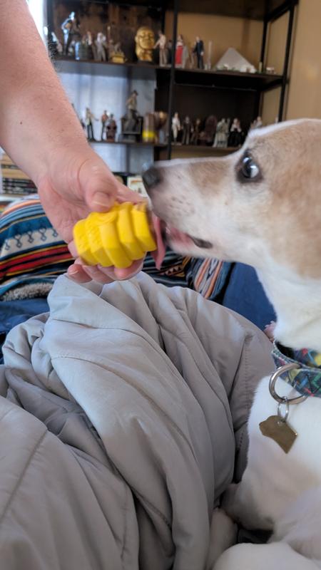 Medium size senior dog with frozen Hive toy