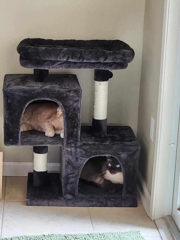 Cats are displaying use here.