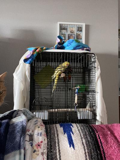 Apoo and his new cage