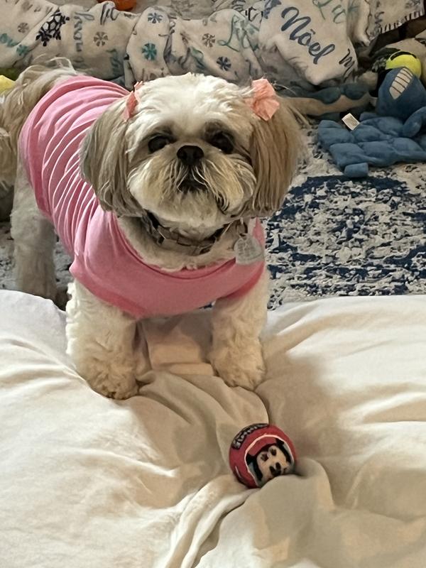 Sapeca wearing her Frisco tee shirt playing with Minnie Mouse Squeaky Tennis Ball