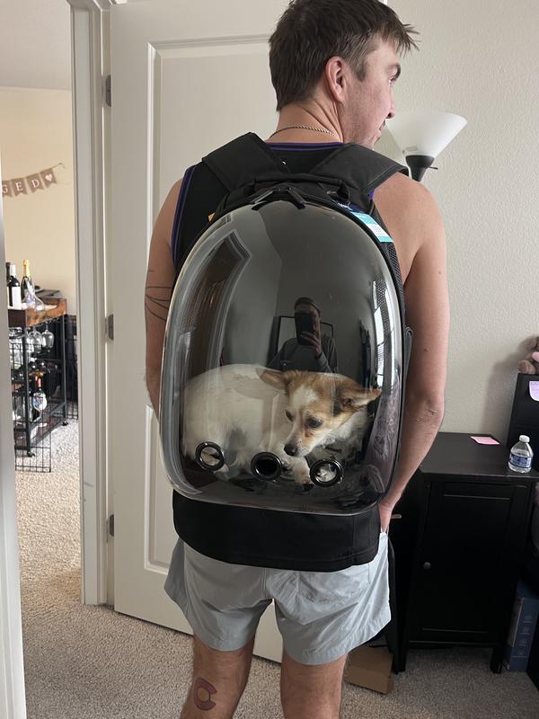 Tiny dog, Pumpkin, in backpack