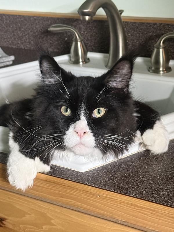 Hiding from Princess