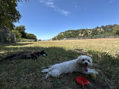 big dog (Mila), little dog (el Zee)