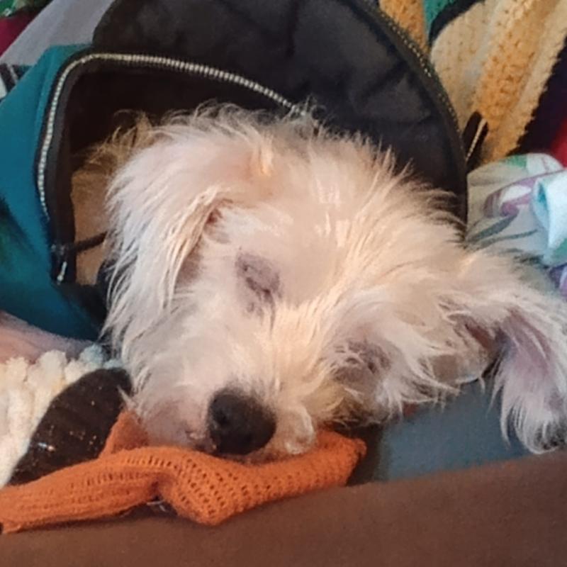 Bree is now 15, and sleeping peacefully.