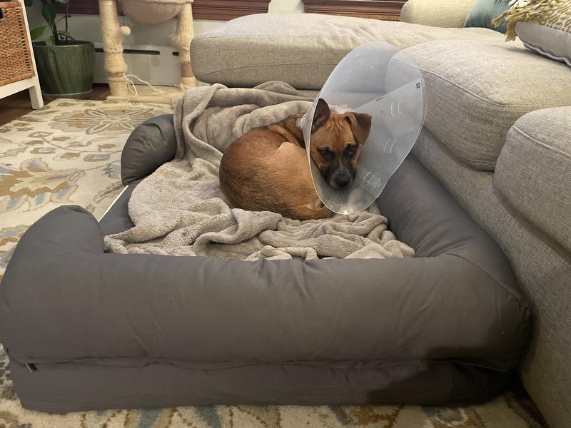 PETFUSION Ultimate Lounge Memory Foam Bolster Cat & Dog Bed with Removable Cover, Gray, Large