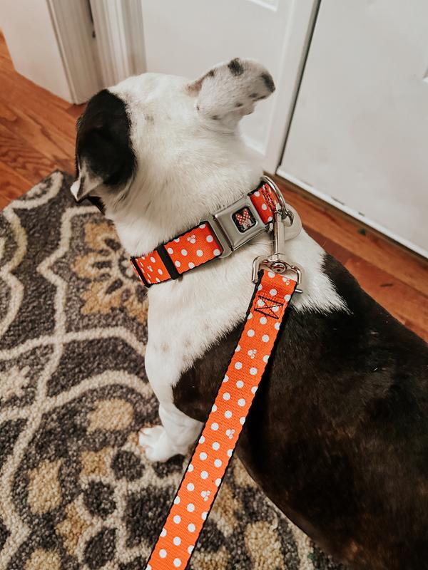 Love this leash & collar ❤️