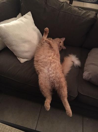 Happy Milo! Taking his nap!