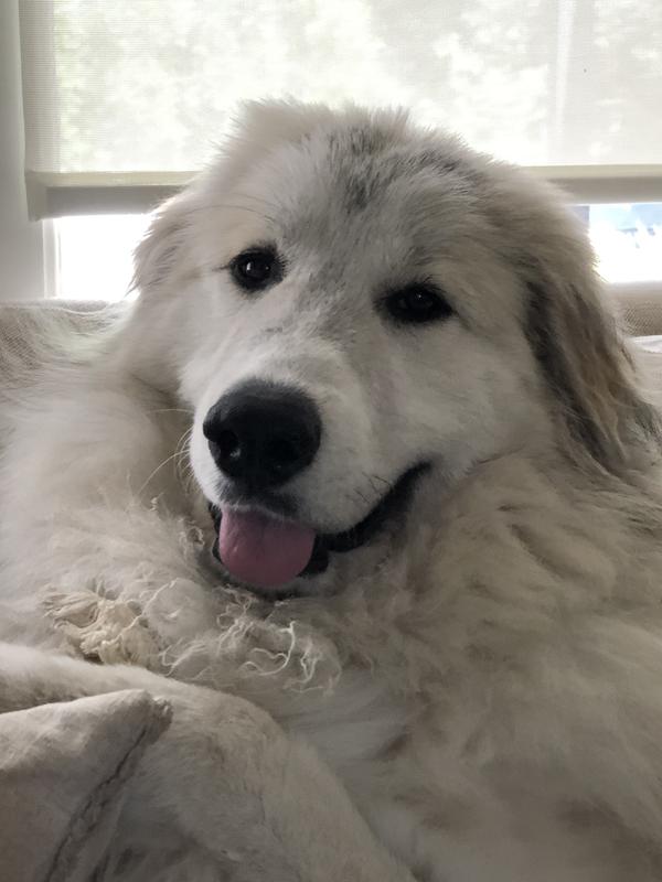 MIRACLE CARE Slicker Dog Brush, Small, bundle of 2