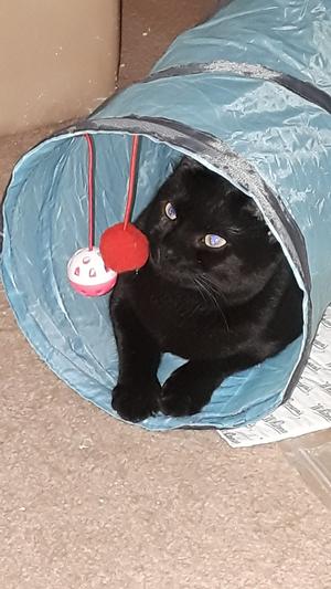 Tunnel Kitty