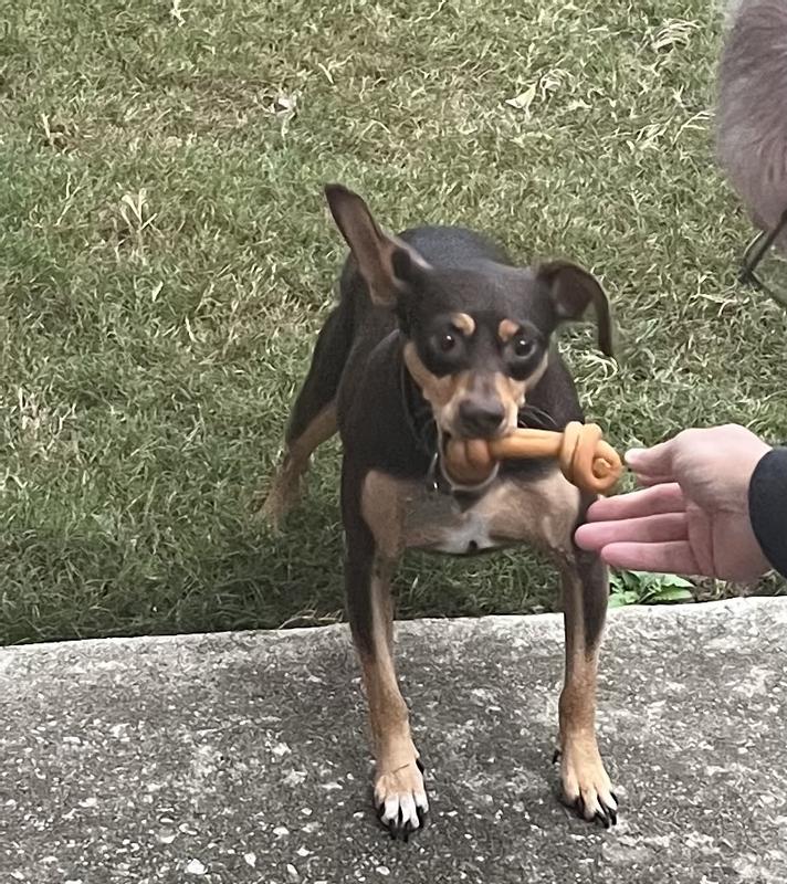 Eager for DreamBone CollaYums