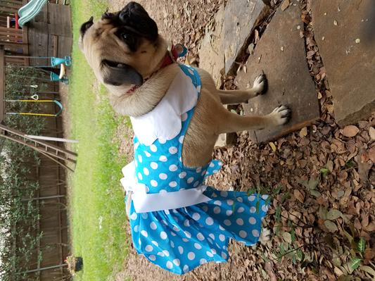 large dog birthday dress Birthday Dog Dress