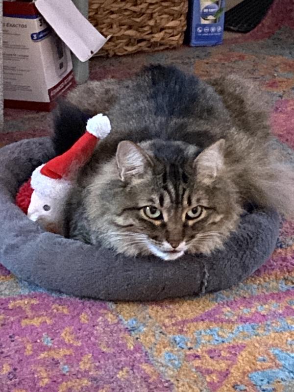 FRISCO Self Warming Bolster Round Kitten Bed, Gray