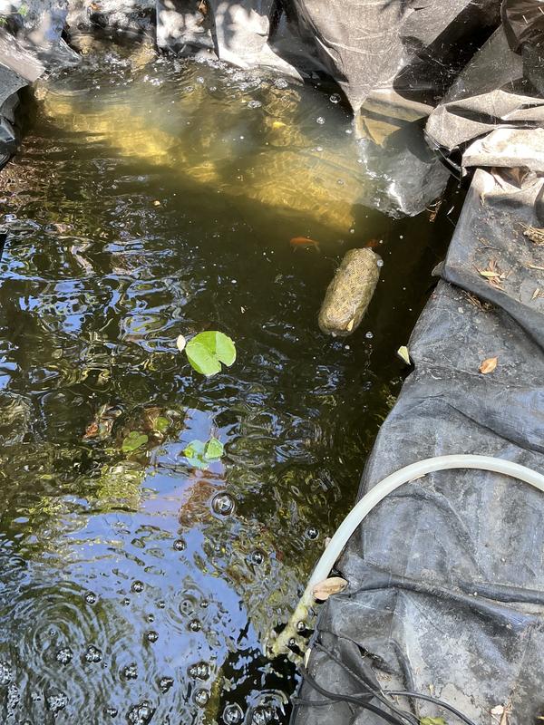 Clear pond and happy fish