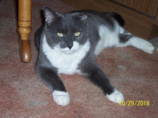Wallace domestic shorthair