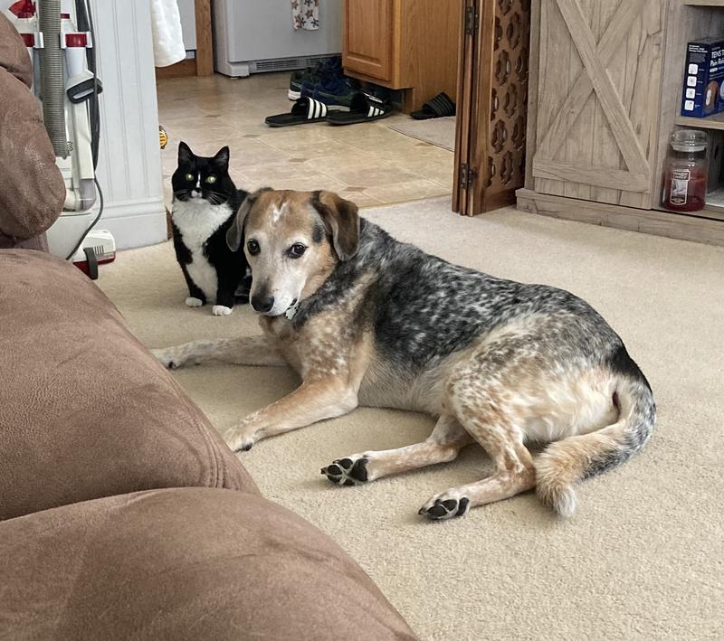 Huck and his best pal Ash living their best lives.