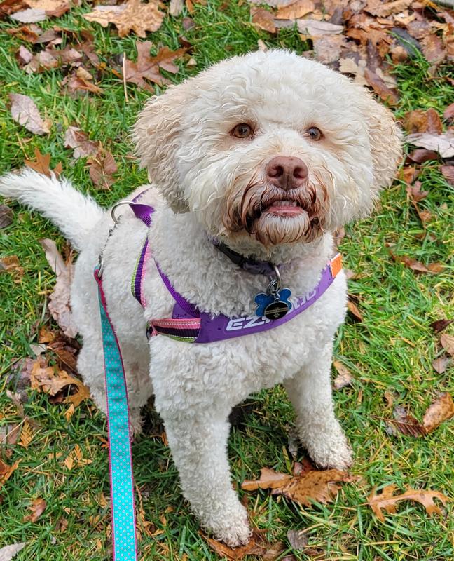 Pettorina EzyDog Quick Fit - Taglia L, Blu, In Neoprene, Con Fibbia Rapida E Riflettenti, Per Cani