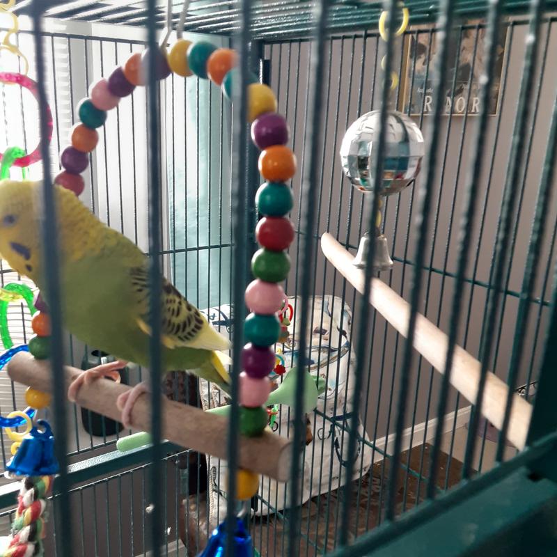 My Kiwi loves his swing!