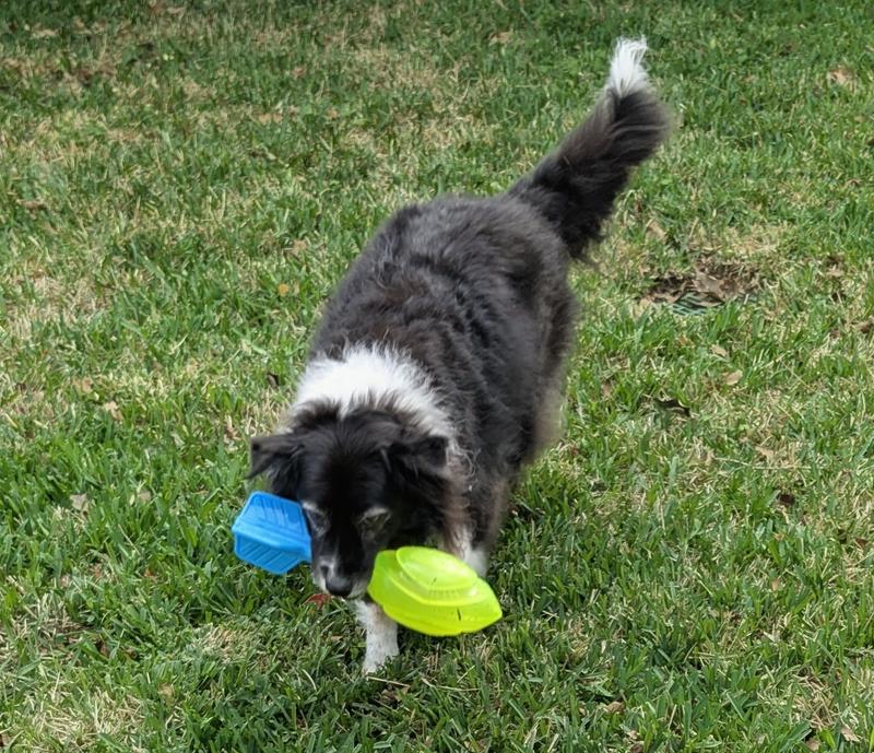 Perfect size toy for Spirit