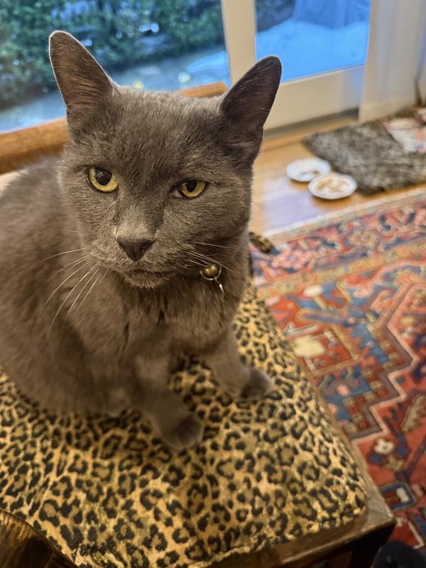 Buster Posey, waiting to get the lubricating medication in his left eye. He is the best kitty!
